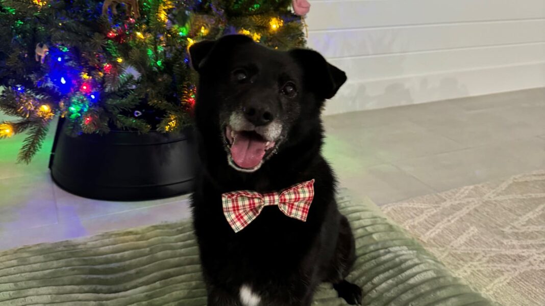 Rusty, an elderly pup, enjoying retirement life in Florida after rescue from home of 10 years