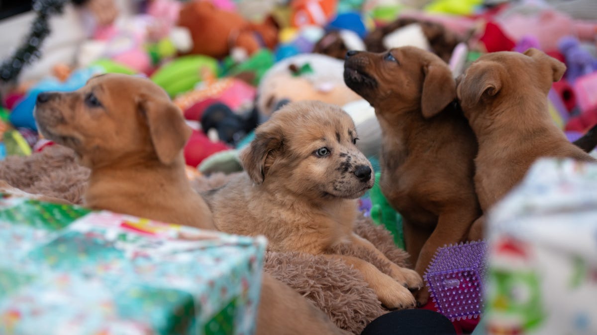 ‘A taste of home’: Watch adorable dogs at Utah shelter get presents from Santa