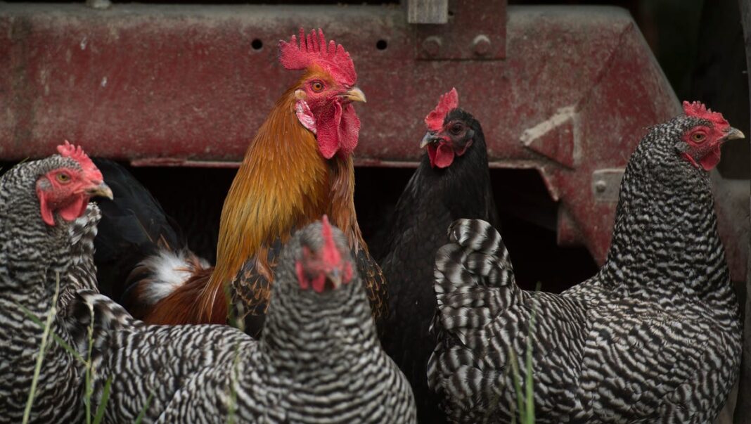 Can chickens fly? Here’s everything to know about the bird’s flight