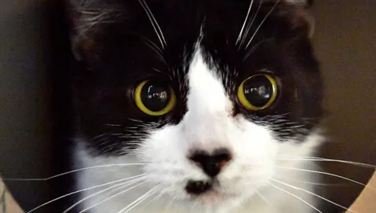 What colors can cats see? Here’s how your pet perceives the world.