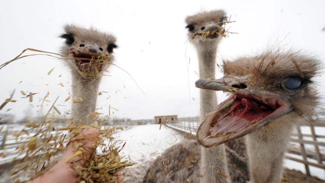 Biggest bird in the world: Meet the 9-foot, 300-pound feathered friend