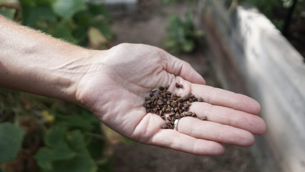 Buckwheat is often referred to as a ‘superfood.’ Here’s why.