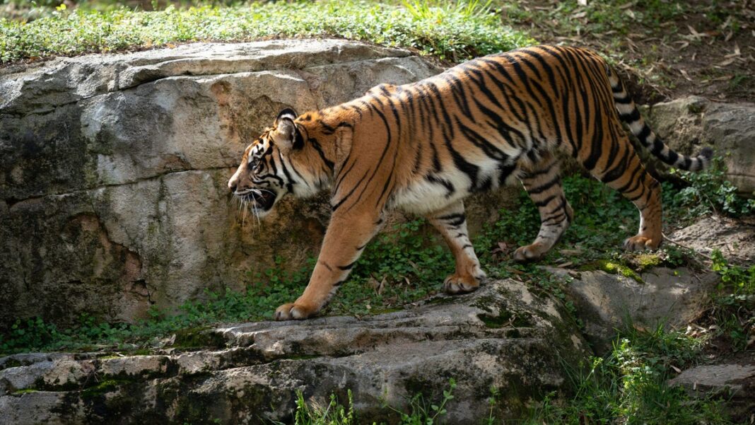 Tiger fatally attacks zoo employee while he was cleaning animal’s cage, officials say