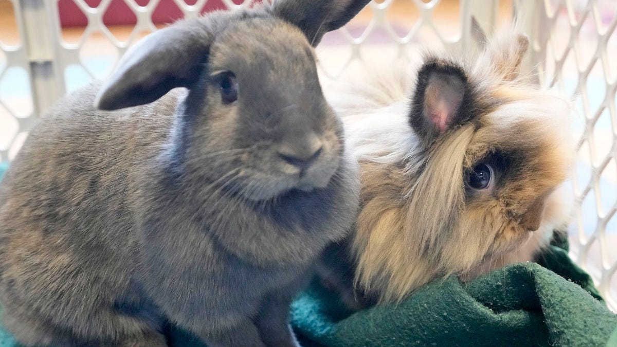 How long do rabbits live? A quick guide to the life stages of a rabbit