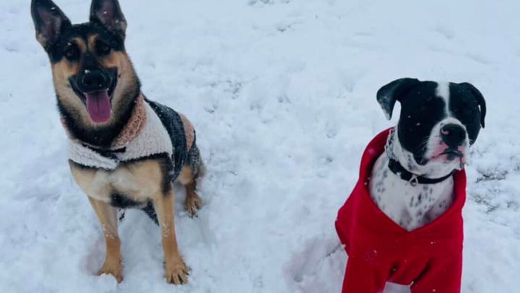 Like humans, dogs need mental health walks in the dead of winter, vets say