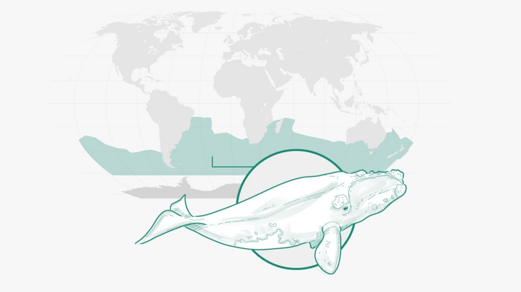 How long can right whales live? Study extends their lifespan estimate