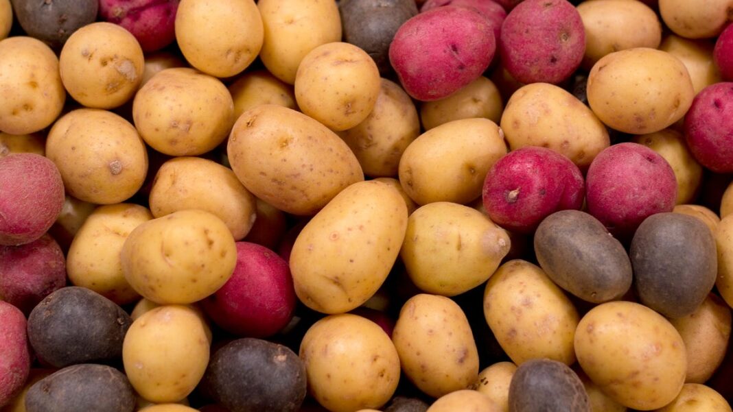 Why nutrition experts don’t recommend eating raw potatoes