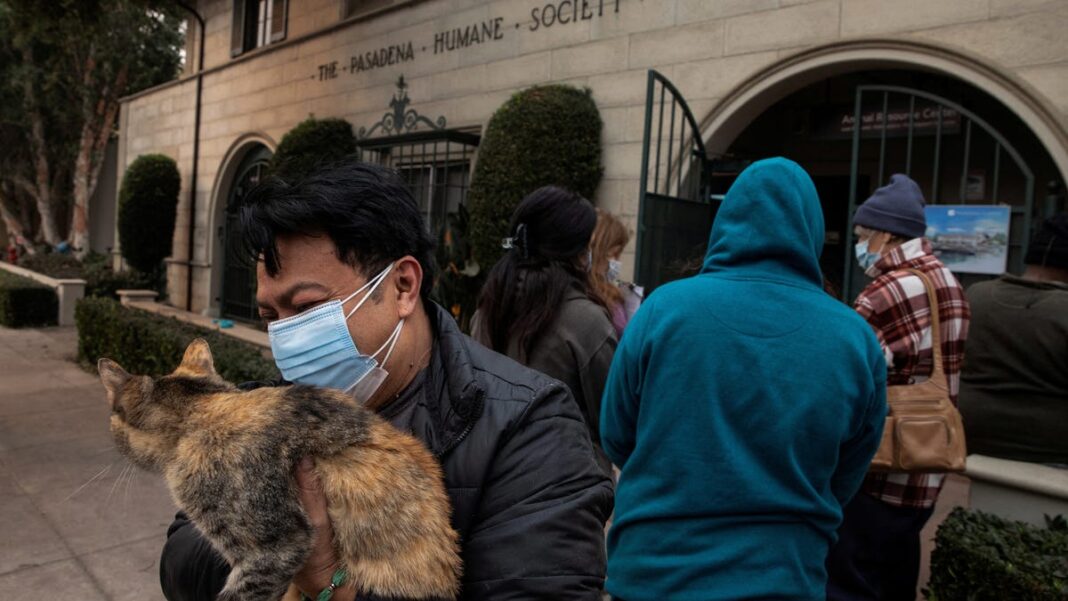 Los Angeles wildfires create animal crisis with full shelters, ill pets: How you can help