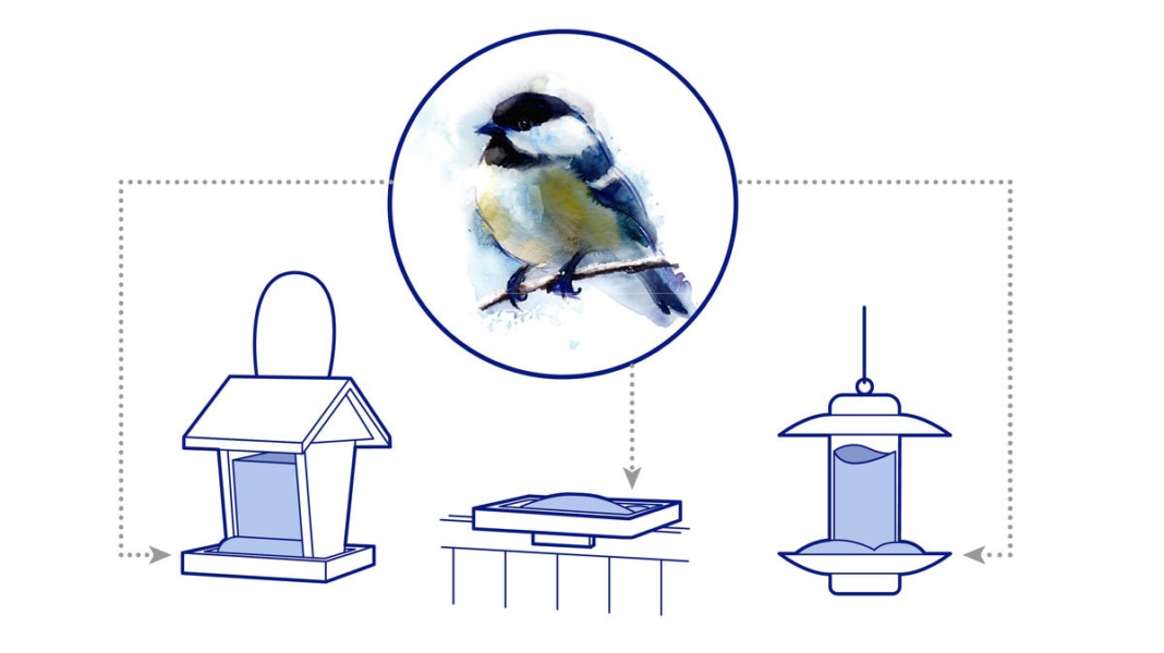 How to feed those wild birds in your backyard this snowy winter