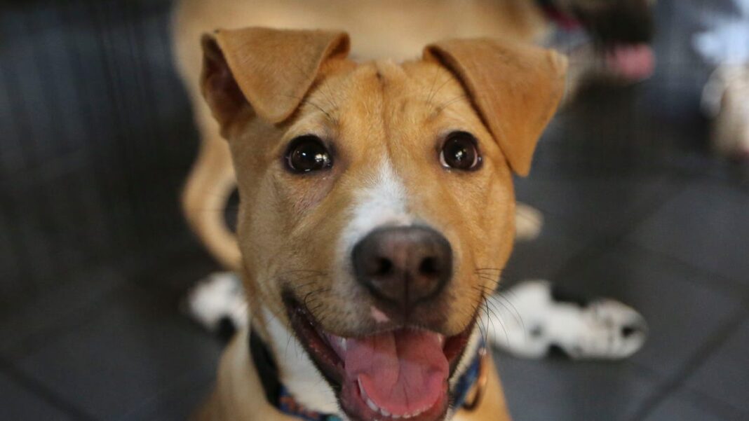 Can your dog eat a strawberry? Here’s how to safely feed your pet the fruit.