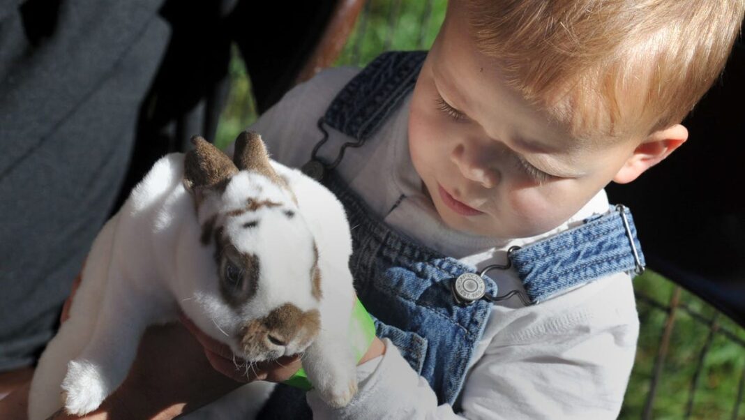 Pet rabbits are the ‘epitome of innocence.’ Why that makes them so hard to care for.