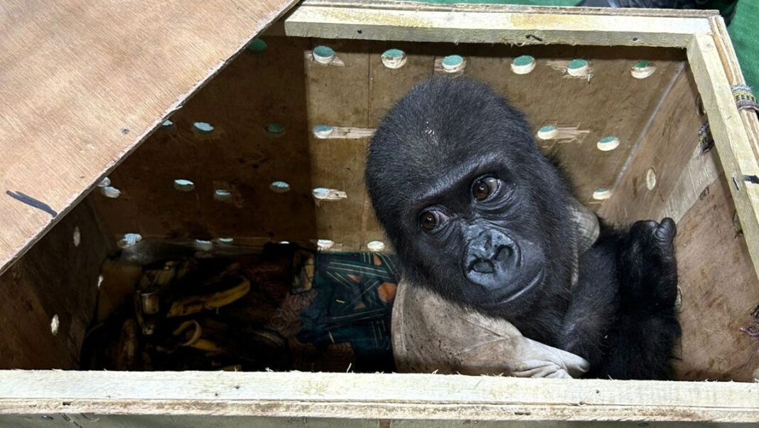 Baby gorilla smuggled on Turkish Airlines flight is recovering in Istanbul