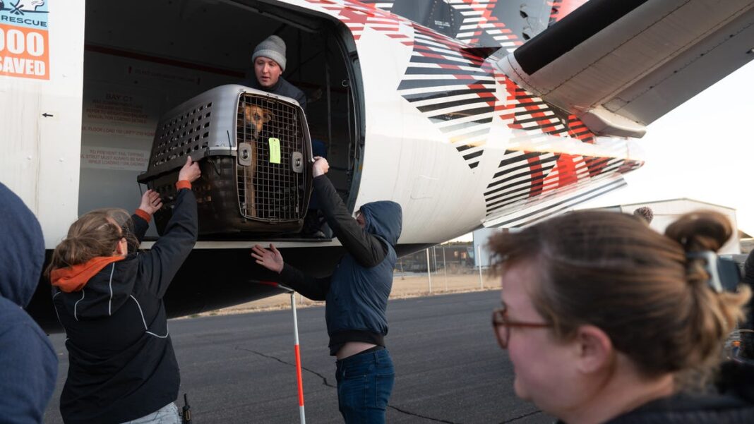 Video shows 26 dogs, 58 cats being flown from California wildfires to safety in Utah