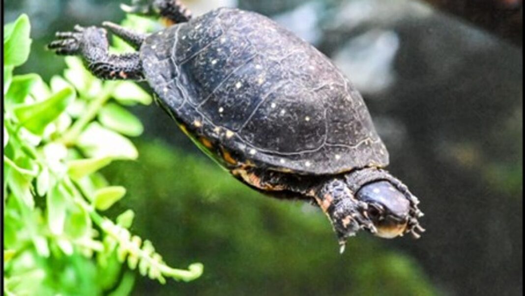 What do turtles eat? Whether in the wild or your home, here’s the reptile’s diet