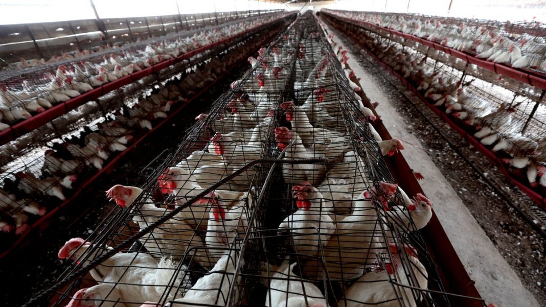 Bird flu or seasonal sickness? Here’s how the CDC plans to ramp up testing