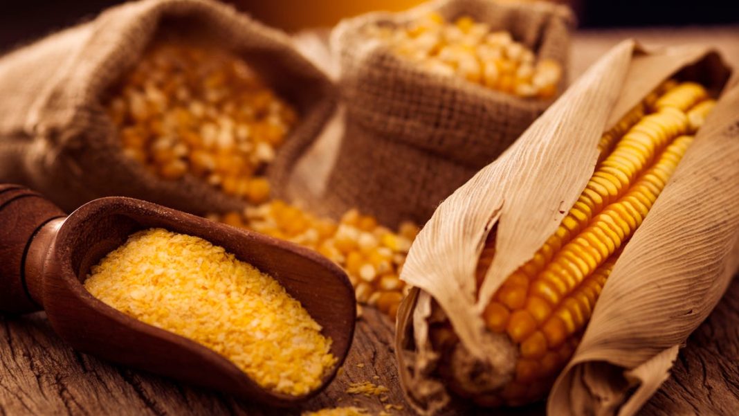 Is corn a grain? How to classify corn on the cob, popcorn, corn flour