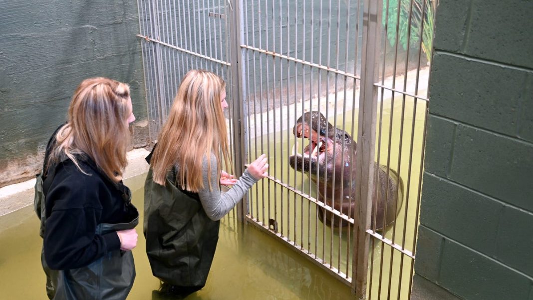 Meet Poppy the baby pygmy hippo in person: What to know about meet-and-greet, ticket cost