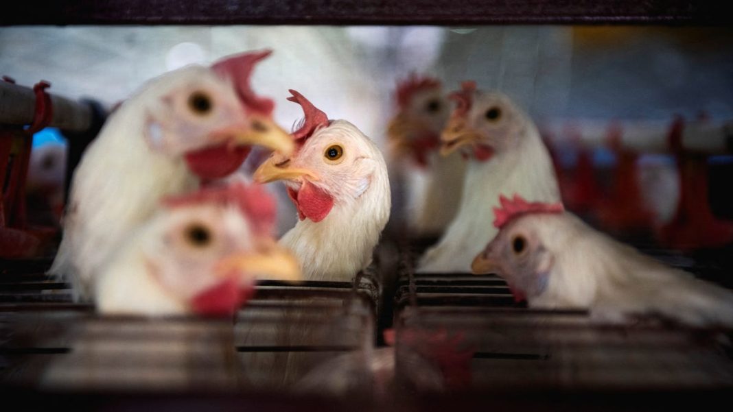 Bird flu found in Georgia commercial poultry plant, a first for nation’s leading producer