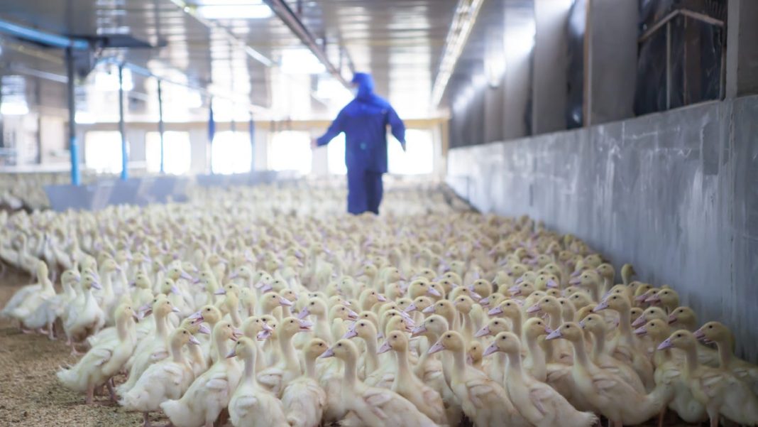 Over 100,000 ducks to be euthanized at New York farm after bird flu outbreak