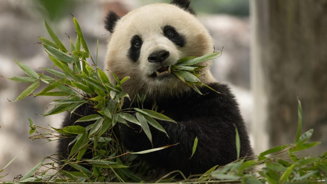 Giant pandas to debut at National Zoo in Washington: Here’s how to plan your visit