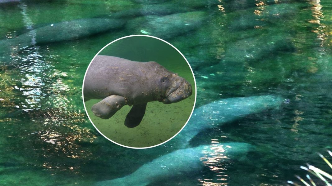 As Florida experiences cold snaps, manatees migrate to warmer areas to avoid ‘cold stress’