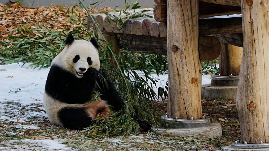 Panda mania: How these bears drive zoo visits and wildlife conservation efforts