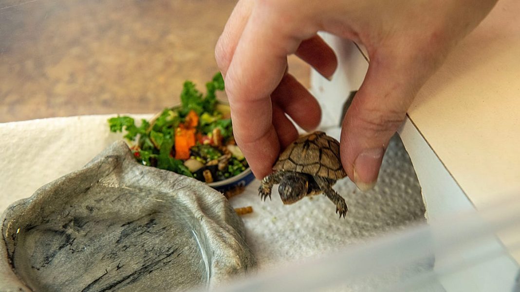 How to care for a pet turtle? Why it isn’t easy and could require decades of attention