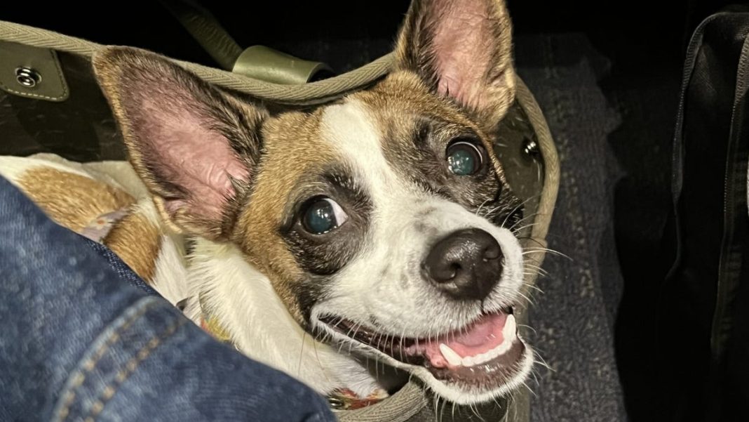 Traveling with a pet on Amtrak is a breeze. Especially for this Chihuahua-mix.