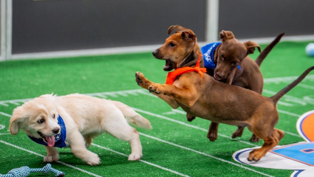 Can you bet on the Puppy Bowl? We tackle the ruff Animal Planet question