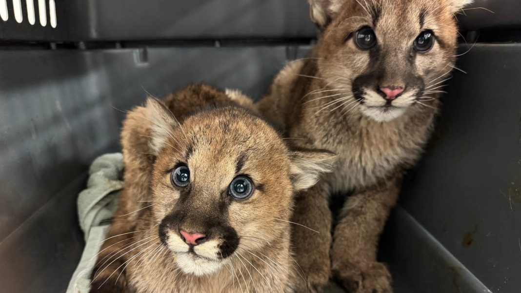 Three orphaned mountain lion cubs get TLC at California’s Oakland Zoo: See adorable video